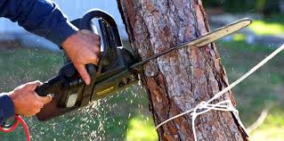 How Our Tree Care Process Works  in  Tracy, CA