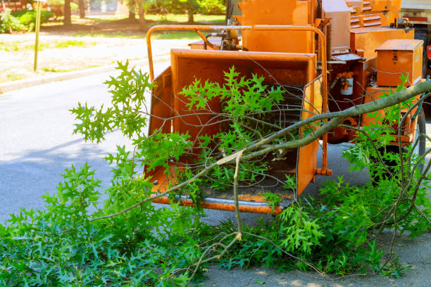 Best Lawn Pest Prevention  in Tracy, CA