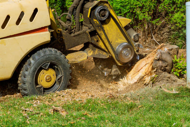 Best Storm Damage Tree Cleanup  in Tracy, CA