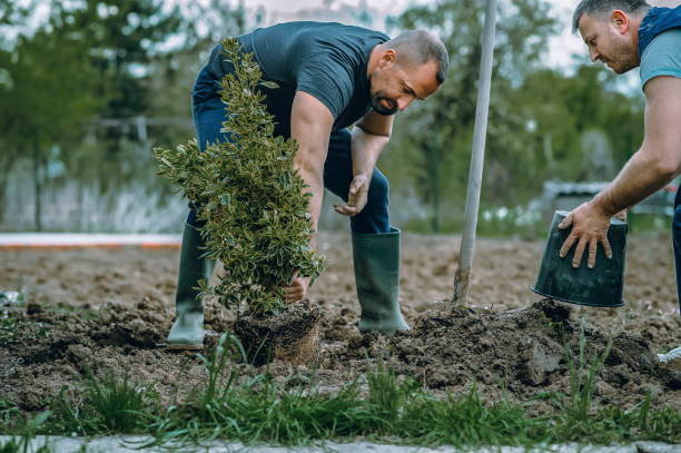 Best Lawn Renovation and Restoration  in Tracy, CA