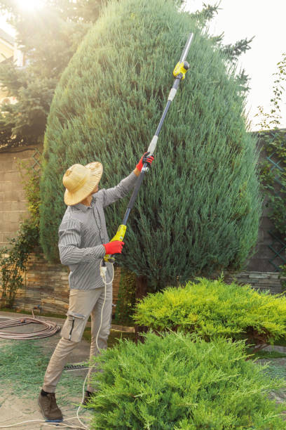 Best Hazardous Tree Removal  in Tracy, CA