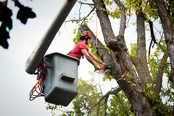 Professional Tree Services in Tracy, CA