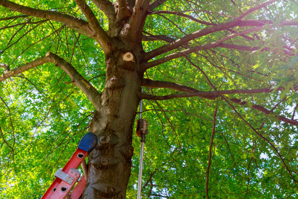  Tracy, CA Tree Services Pros